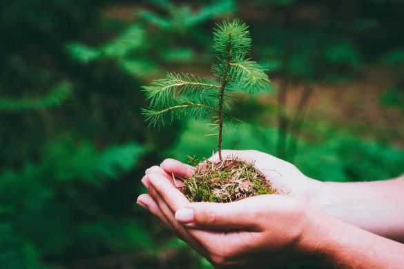 Soil in hands